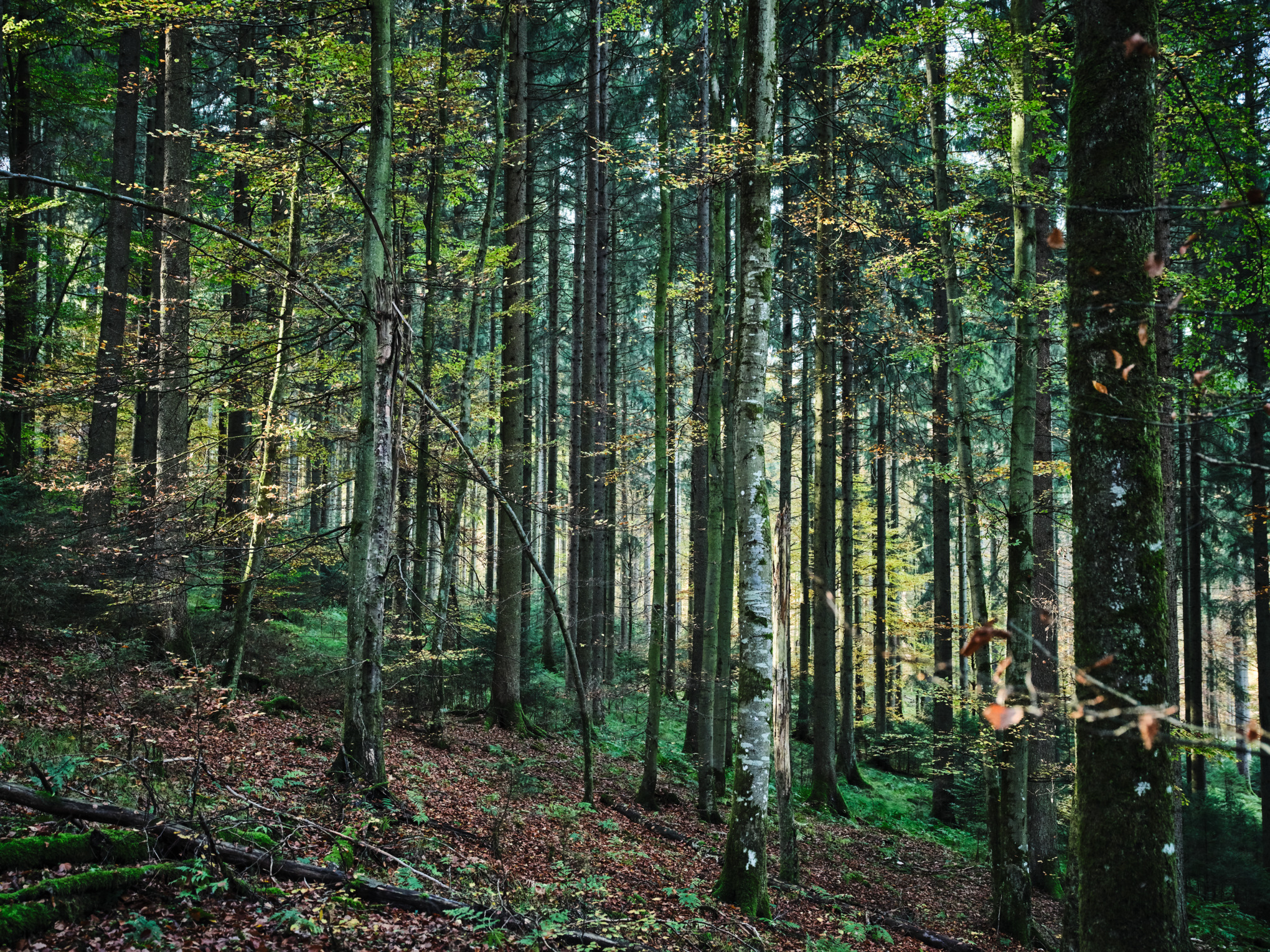 Forêt de bouleaux