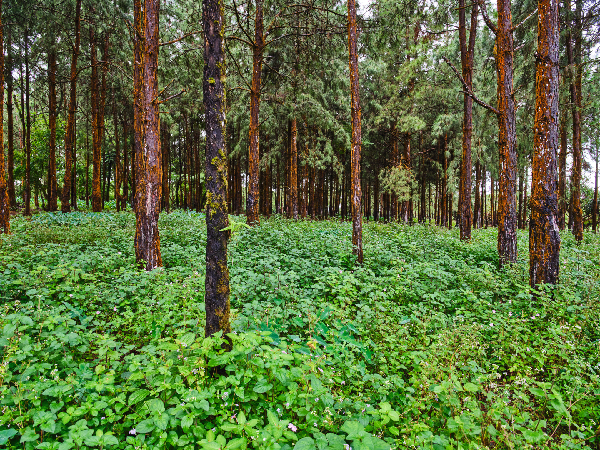 Forêt de pins