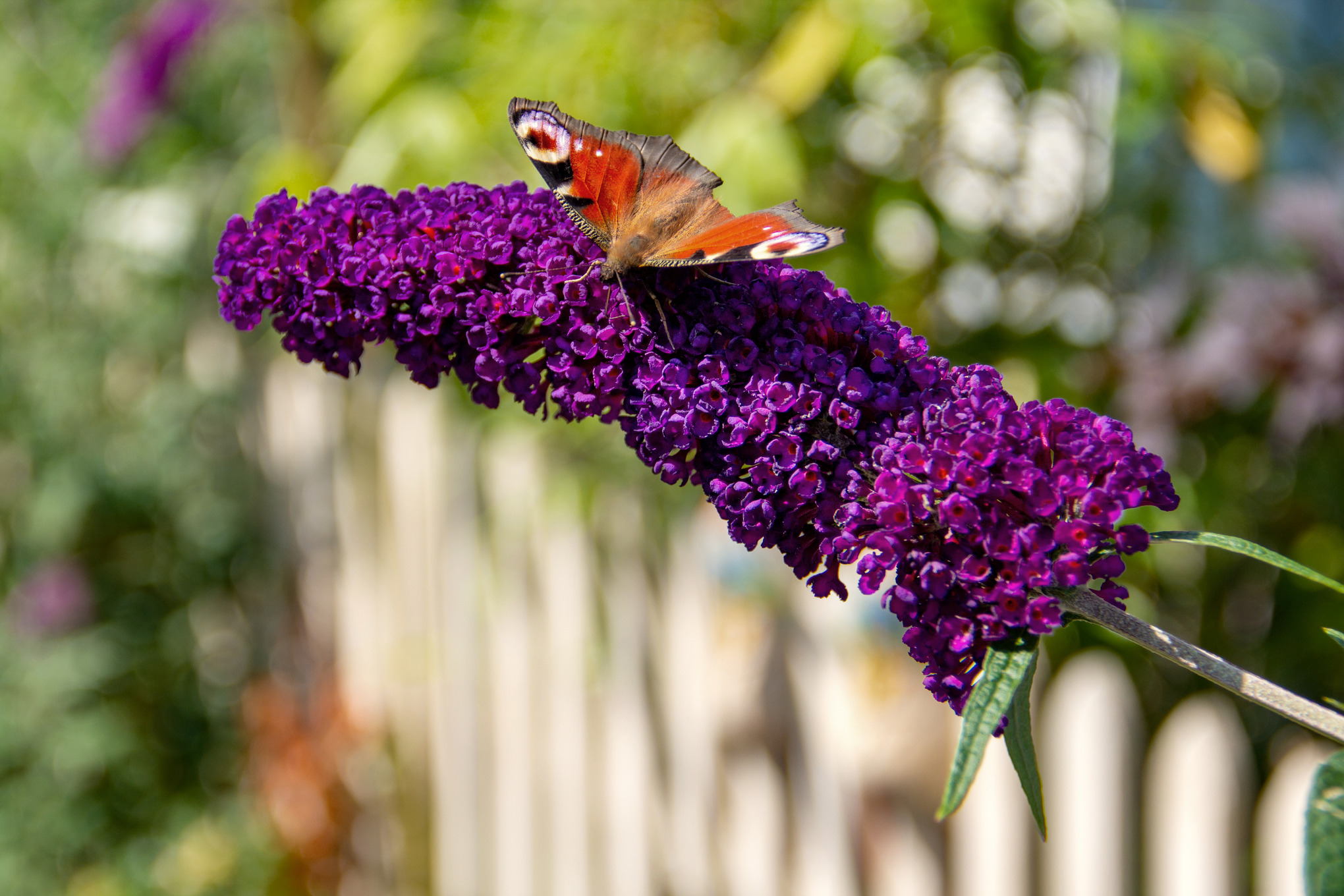 Paon du jour sur une branche de lilas d’été en fleur